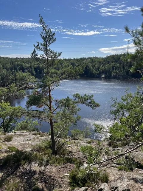 Utsikt över en skogssjö en solig sommardag.