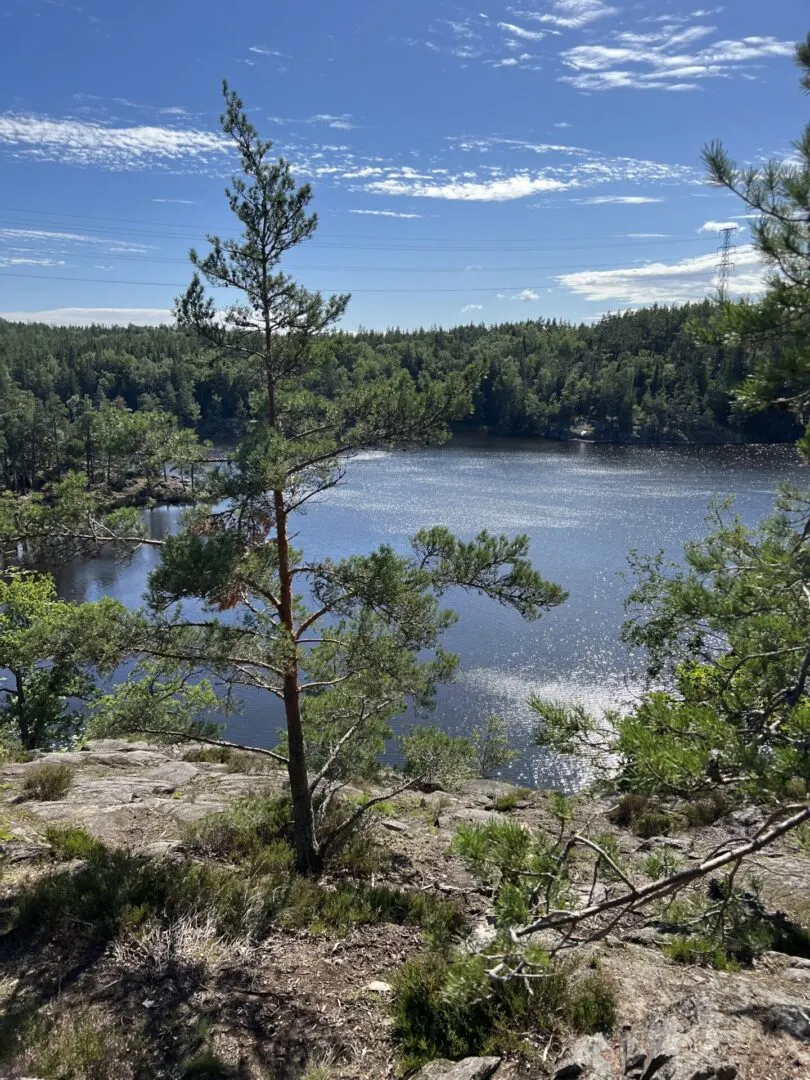 Utsikt över en skogssjö en solig sommardag.