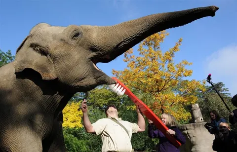 En elefant får tänderna borstade med en jättelik tandborste.